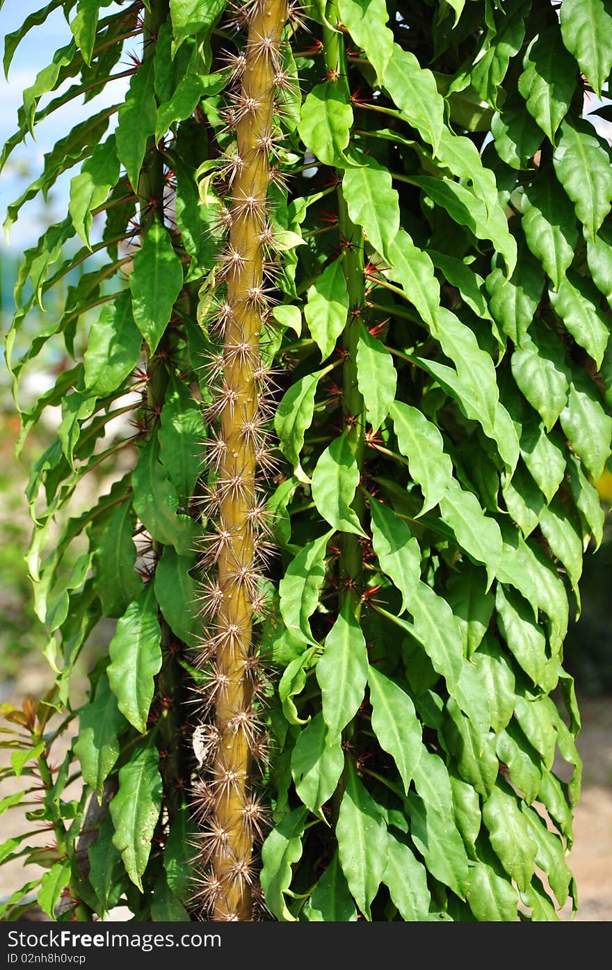 Close up trunk of rhododendron plant.