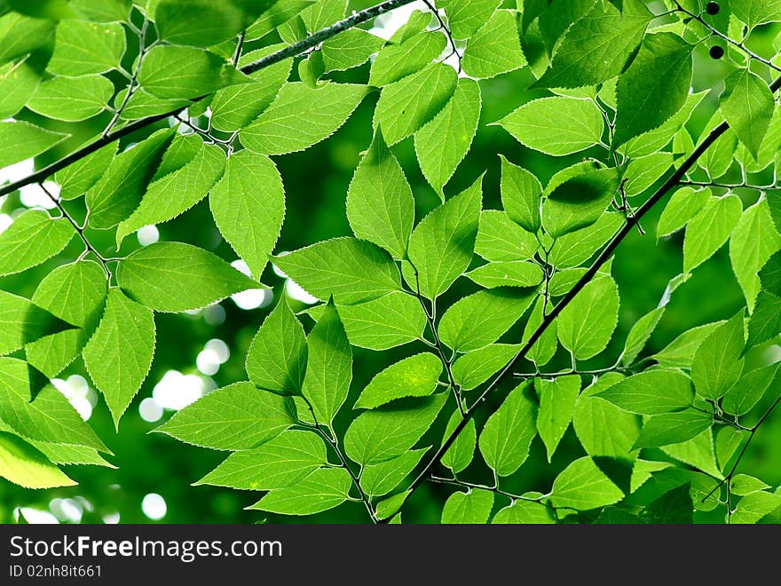 Green leaves in city park in the spring afternoon