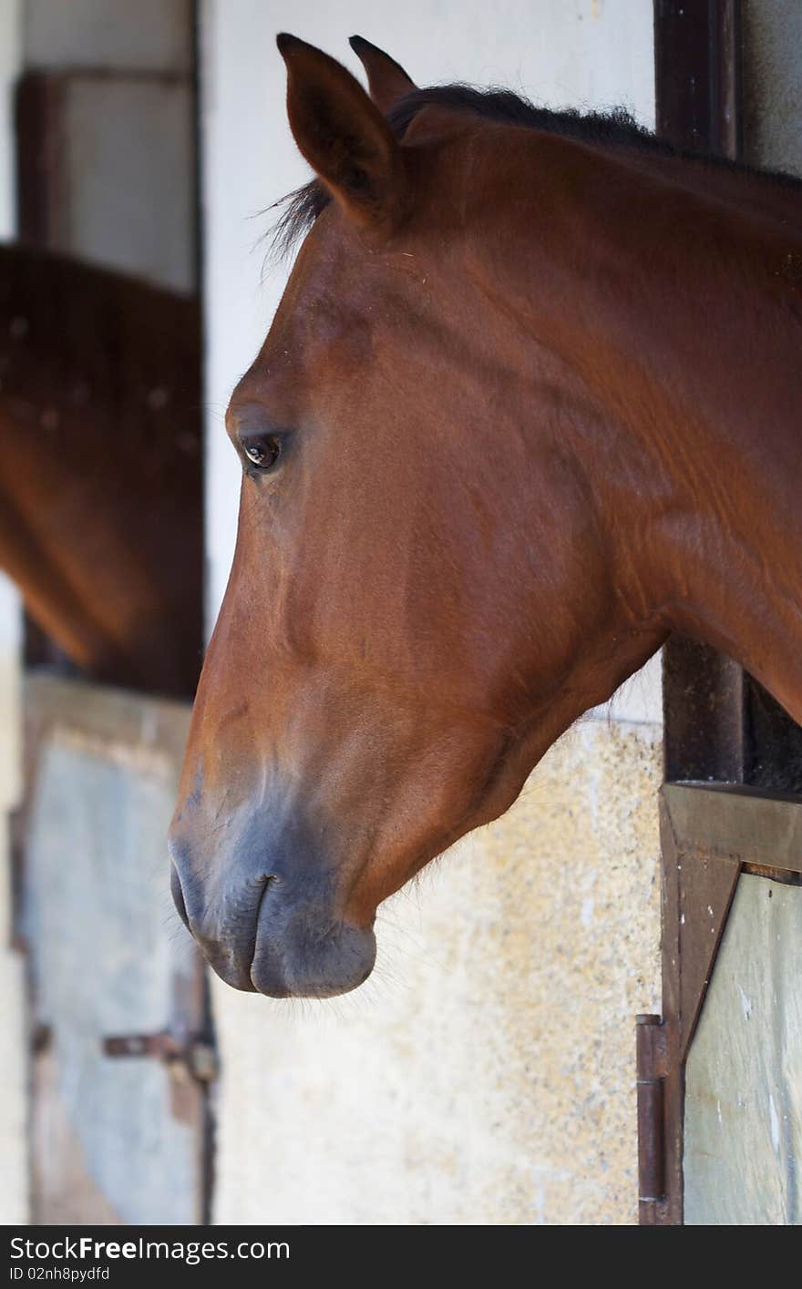 The muzzle of a bay horse.