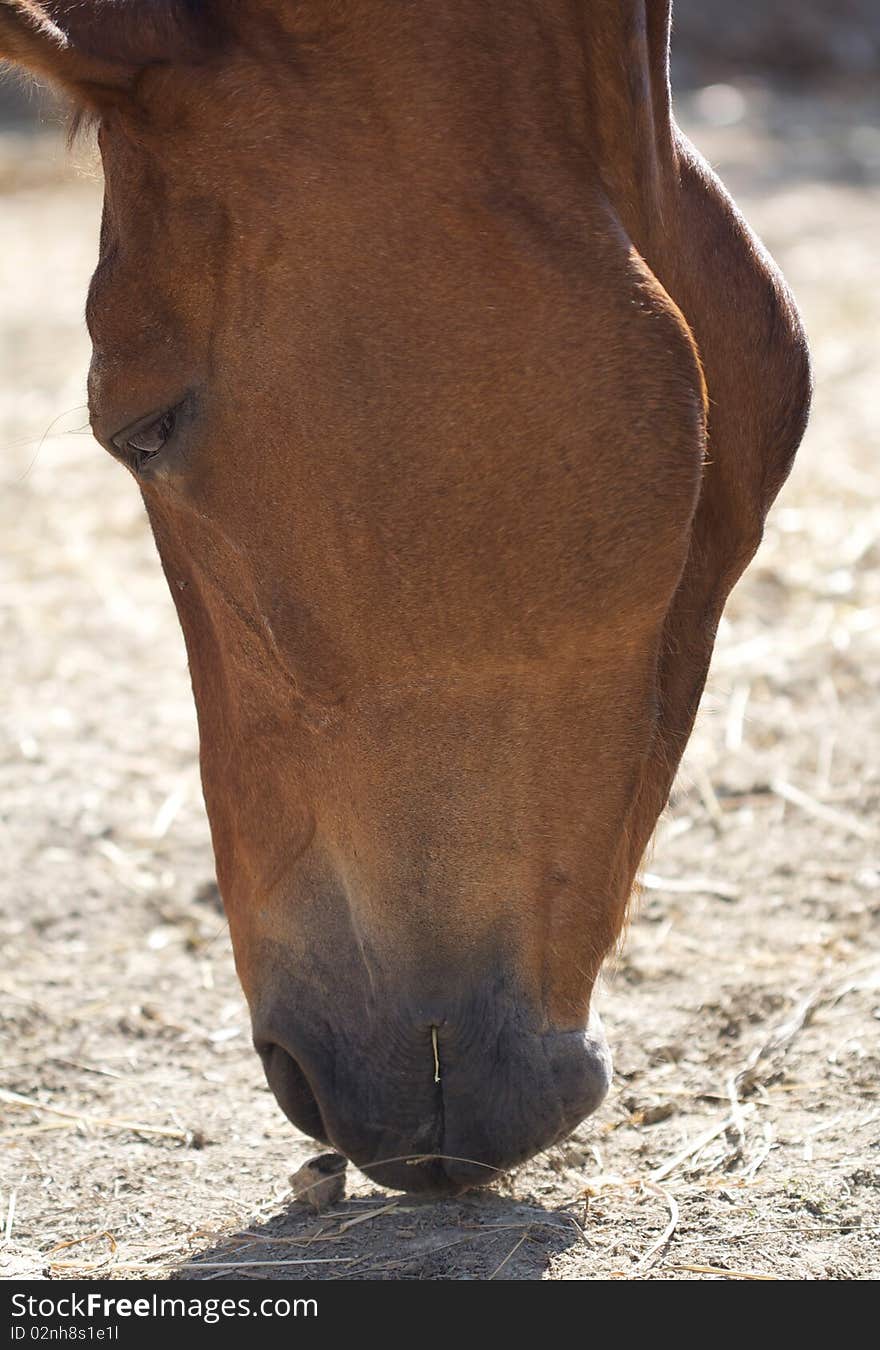 Close up of horse's muzzle.