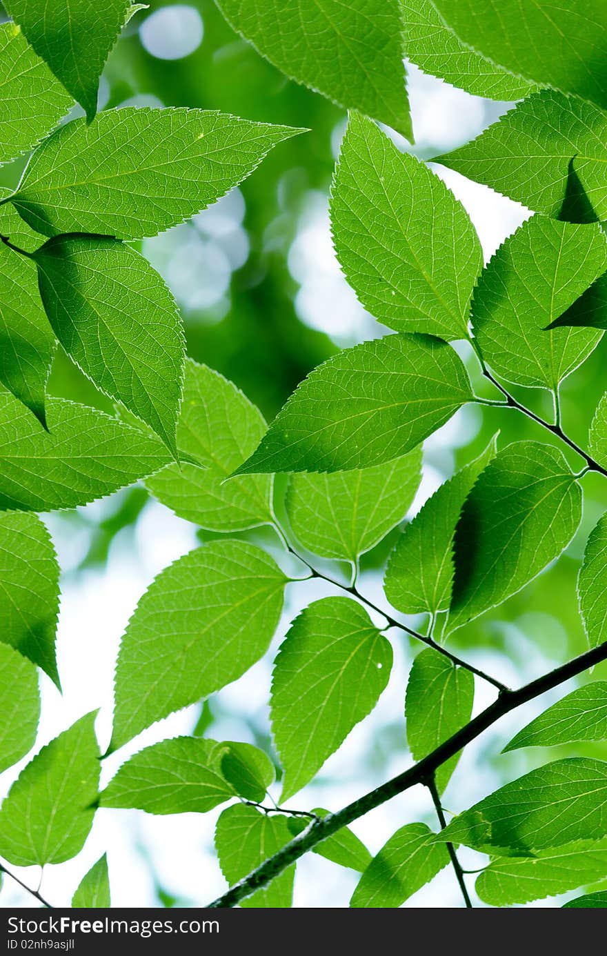 Green leaves in city park in the spring afternoon