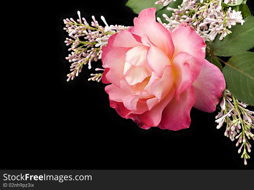 A beautiful home grown pink rose with lilac on a black background with copy space. A beautiful home grown pink rose with lilac on a black background with copy space