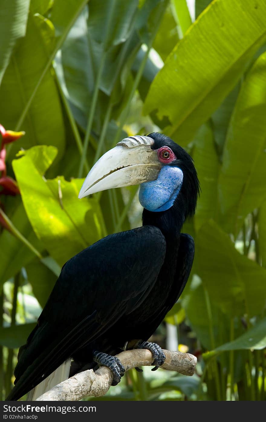 Toukan on a branch in the bush. Toukan on a branch in the bush