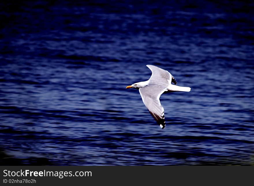 Seagull flying left