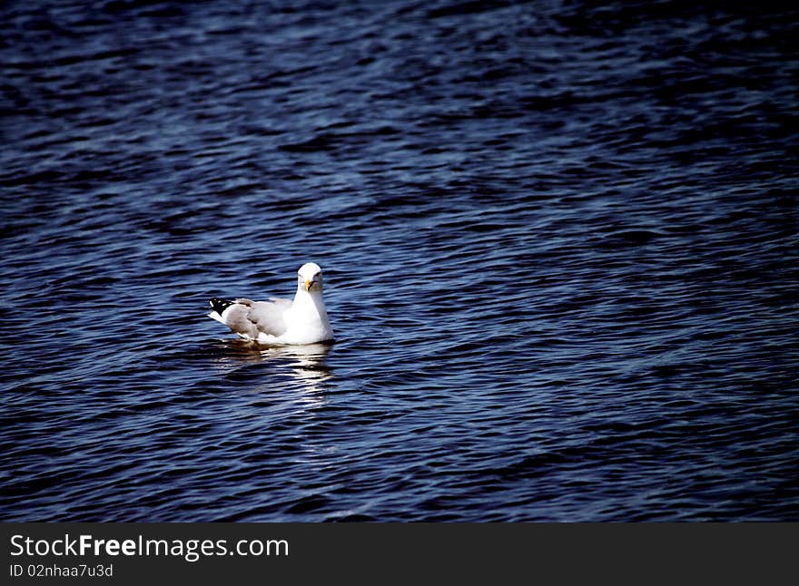 Seagull floating water background