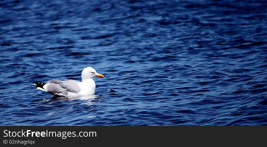 Seagull floating water background