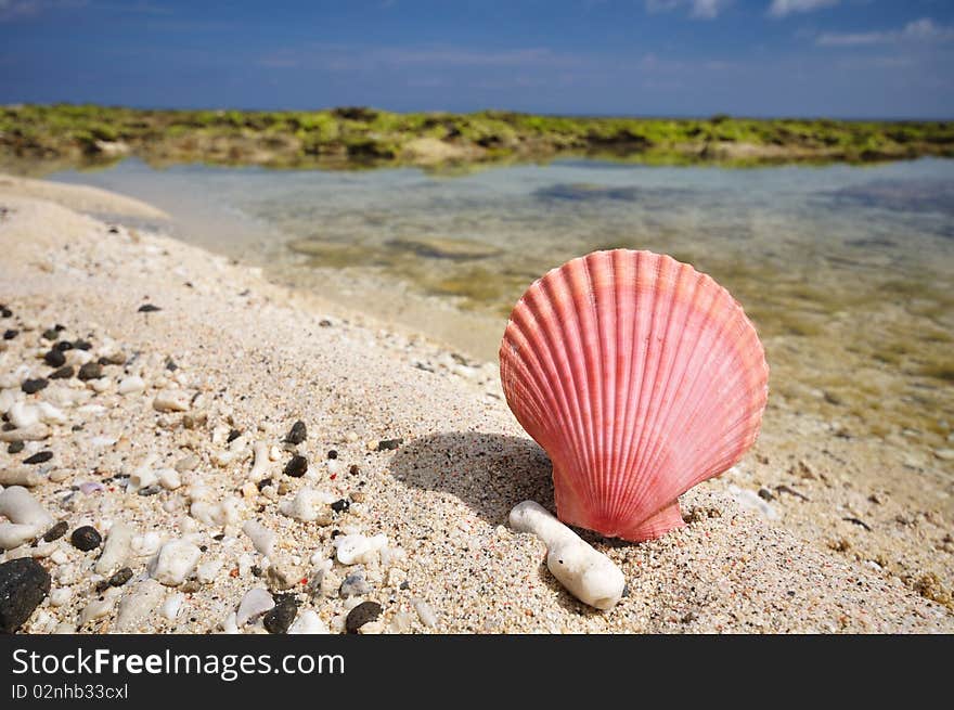 A pink shellfish on the beach