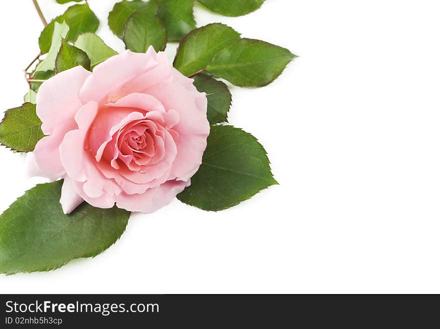 A beautiful pink rose on a white background