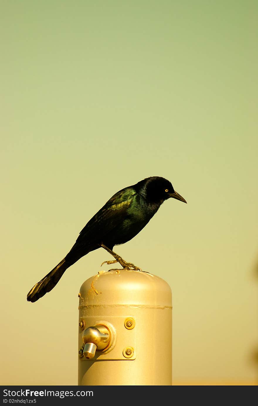 A bird resting on top of a shower. A bird resting on top of a shower.