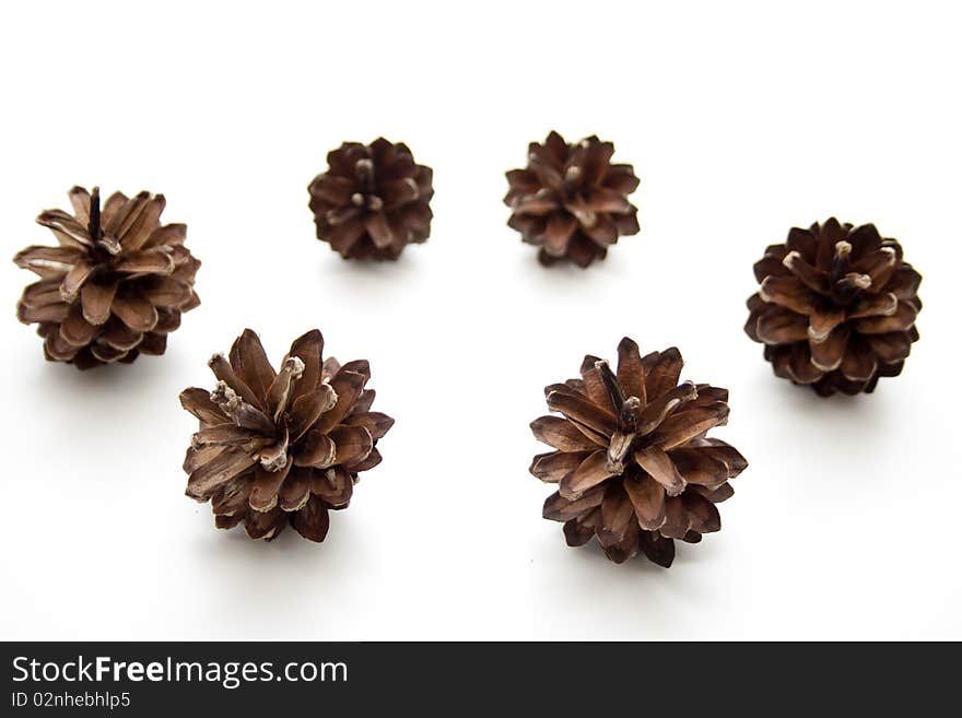 Fir cone