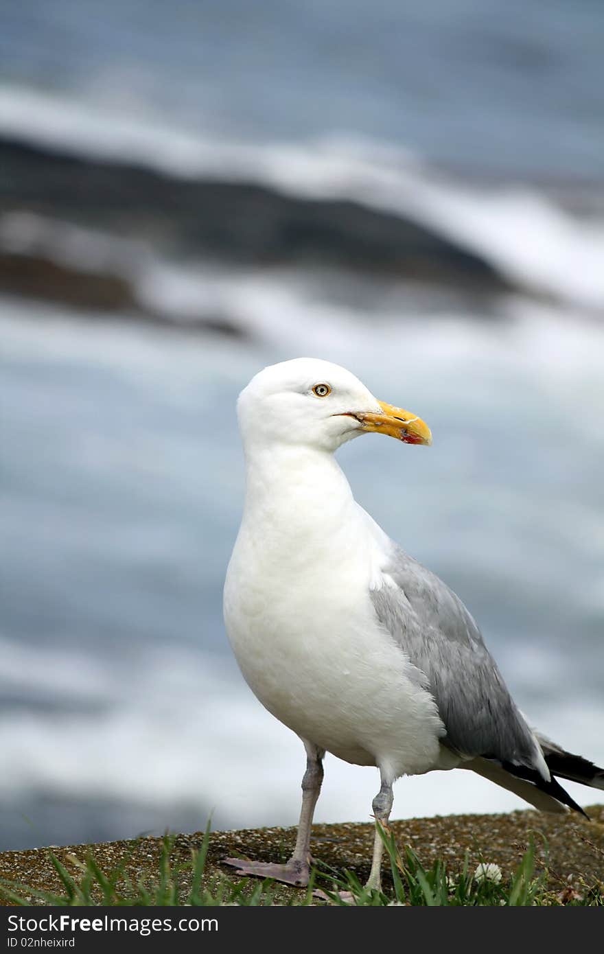 Seagull Closeup