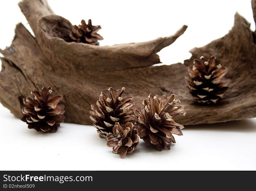 Fir cone with root