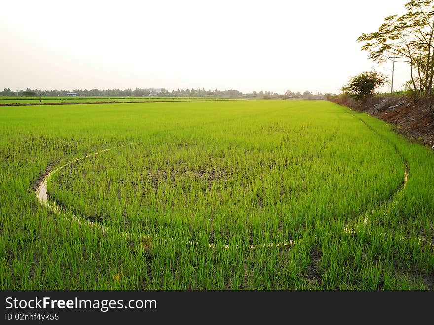 Rice filed at Nonthaburi Thailand