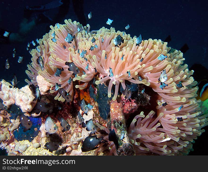 Underwater view of little clownfishes (Amphiprion ocellaris) near sea anemone. Underwater view of little clownfishes (Amphiprion ocellaris) near sea anemone