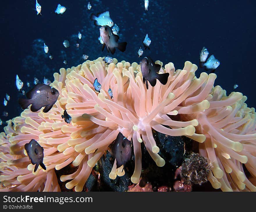 Underwater view of little clownfishes (Amphiprion ocellaris) near sea anemone. Underwater view of little clownfishes (Amphiprion ocellaris) near sea anemone