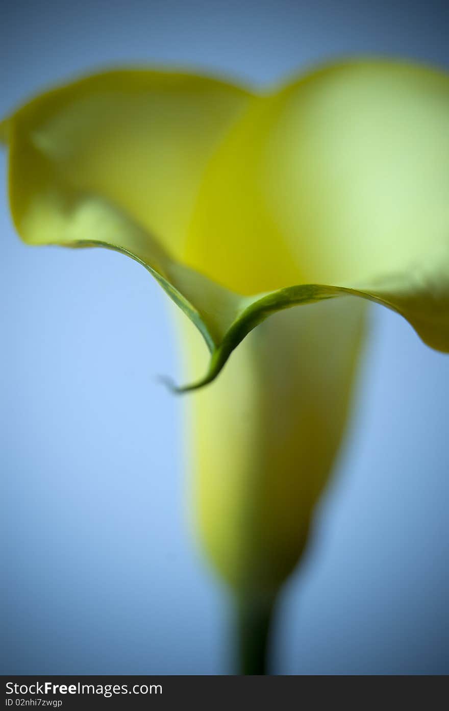 Close up of a yellow calla isolated on white