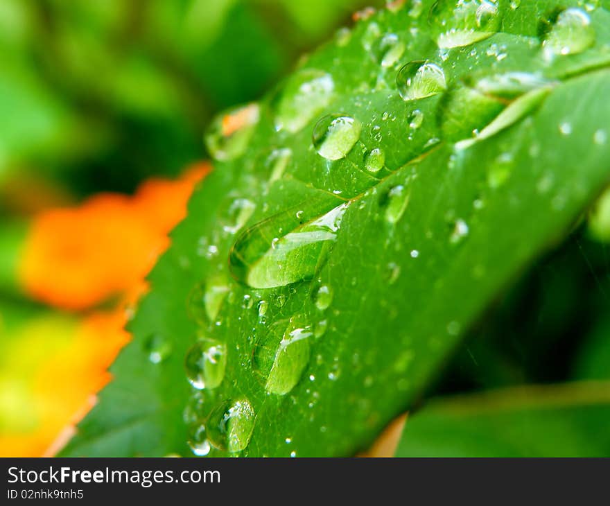 Detail of water drops on a leaf