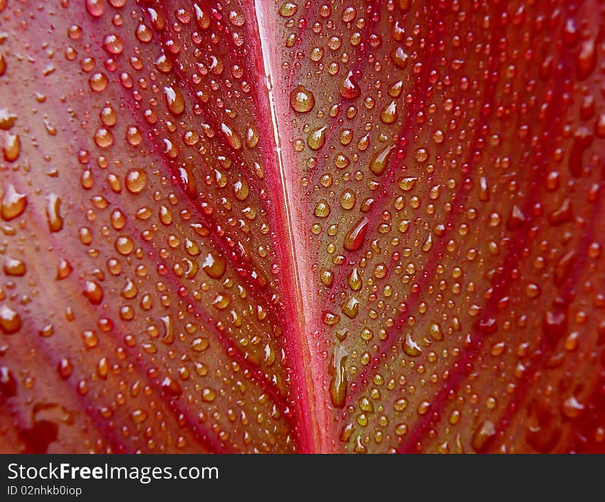 Water drops on red leaf