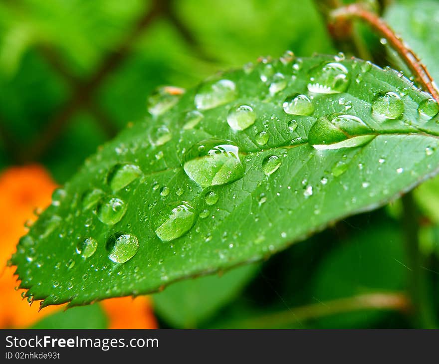 Detail of water drops on a leaf