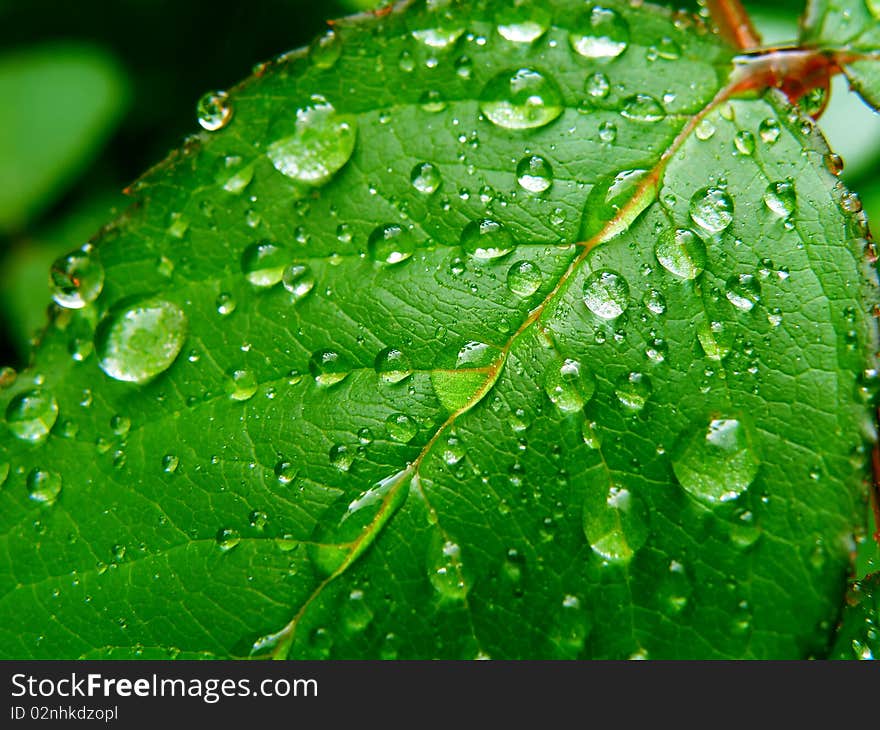 Detail of water drops on a leaf