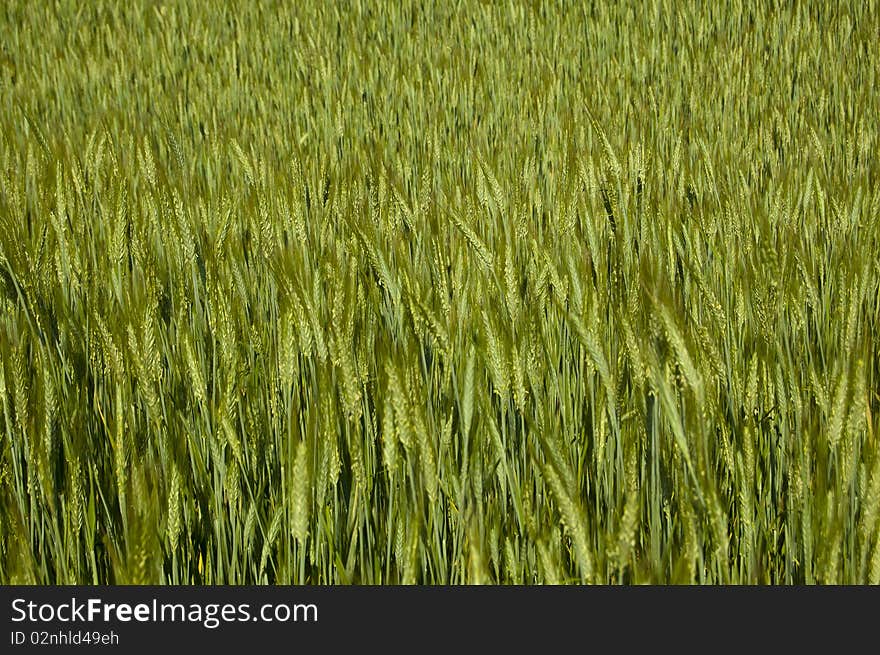 Shot of a field of green grain