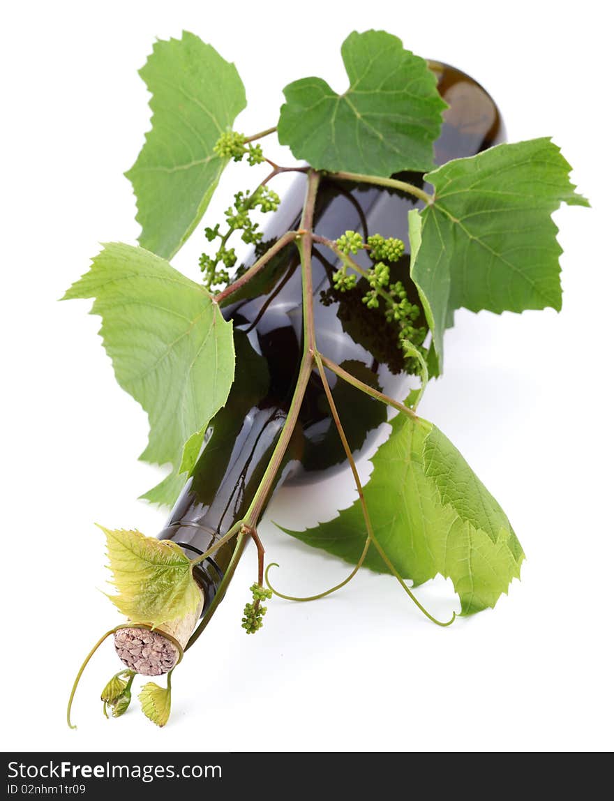 Bottle of wine in the vine on a white background