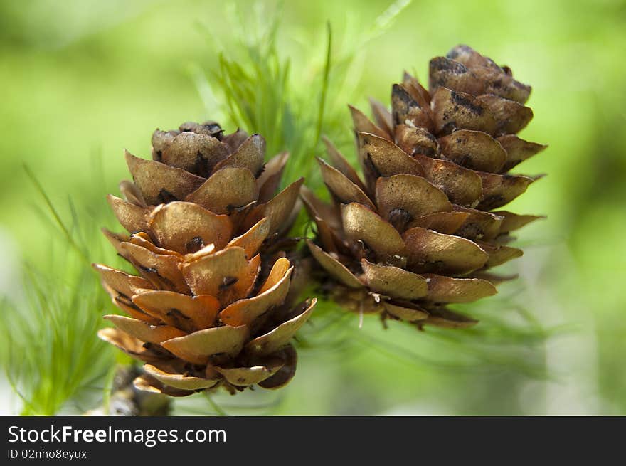 Two pines on a pine tree in the forest