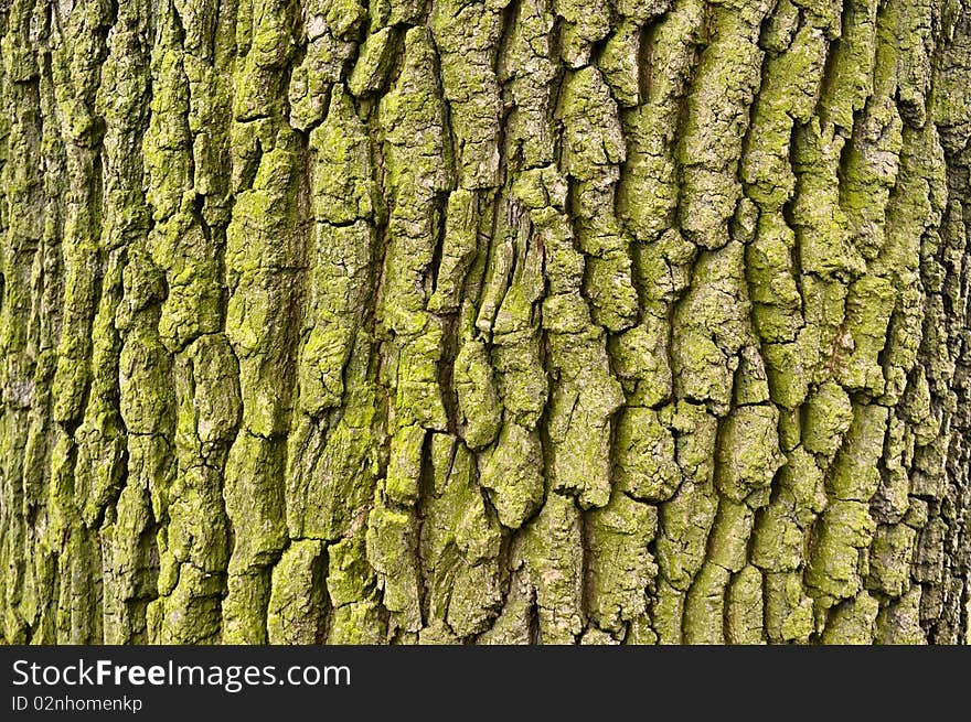 Graphic texture of tree bark