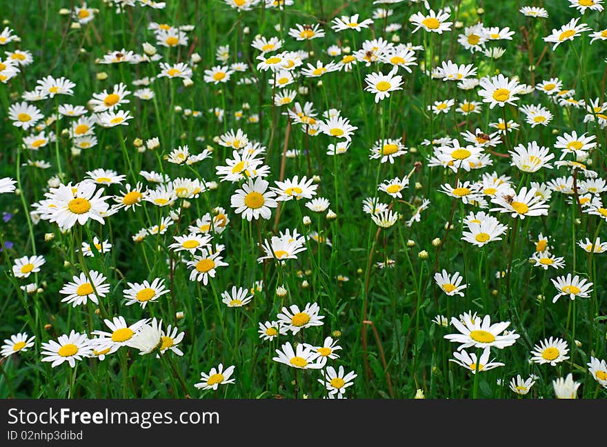 Daisywheels amongst green herb on field. Daisywheels amongst green herb on field