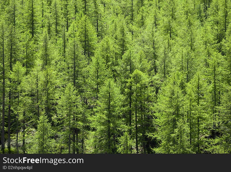 Full image of a coniferous trees in the forest