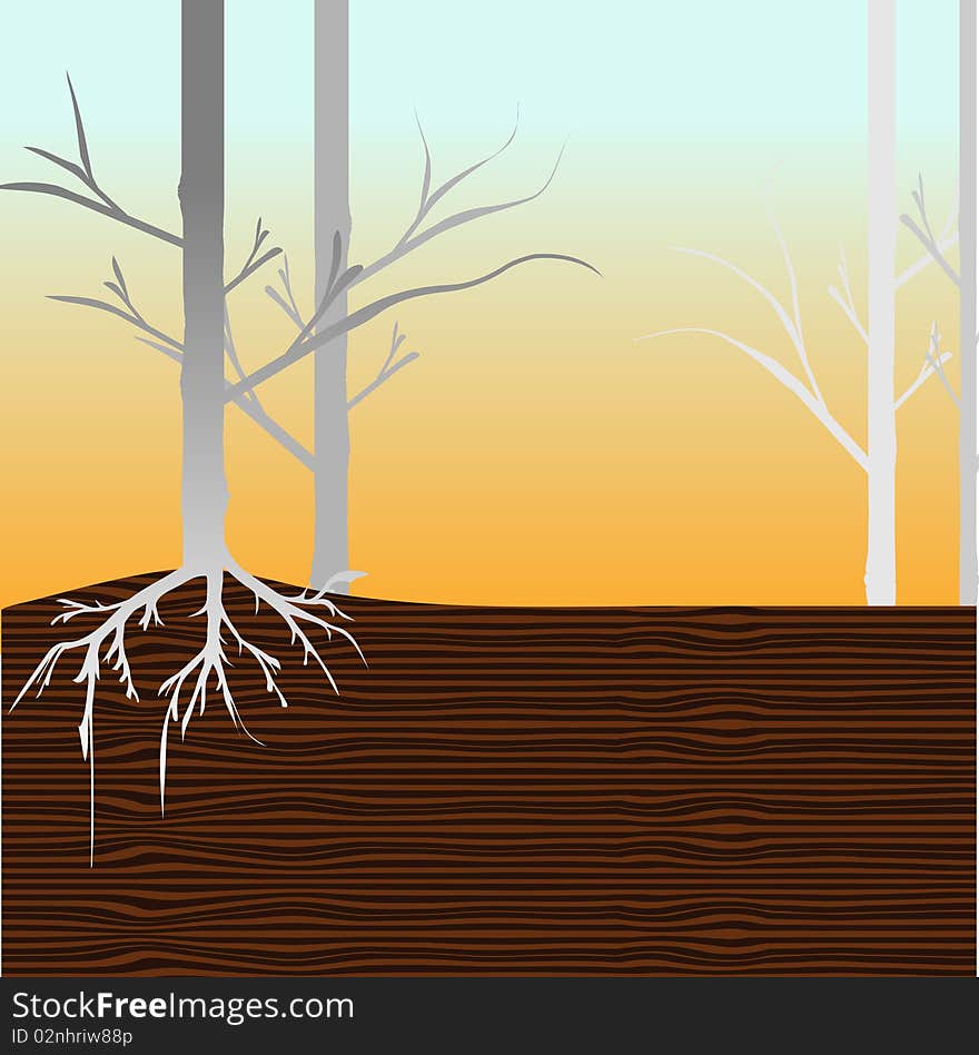 Long skinny trees in a forest against a sunset. Long skinny trees in a forest against a sunset