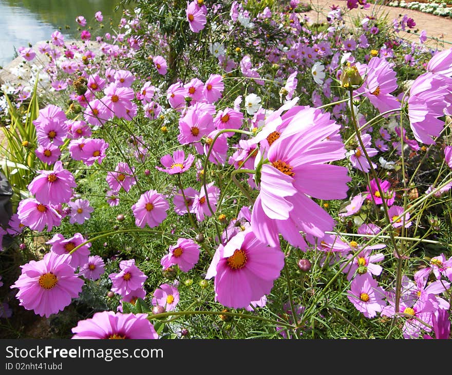 Cosmos flower Showing their bright colour  in botanical garden, northern of Thailand. Cosmos flower Showing their bright colour  in botanical garden, northern of Thailand