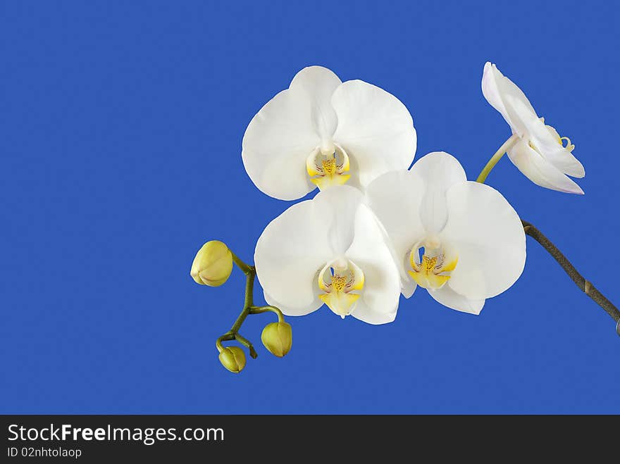 White flowers of the orchis relating to the blue sky. White flowers of the orchis relating to the blue sky