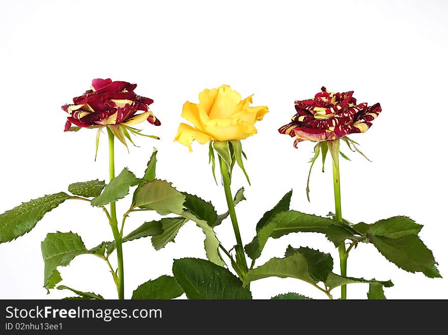 Red and yellow roses with green leaves on the white background. Red and yellow roses with green leaves on the white background