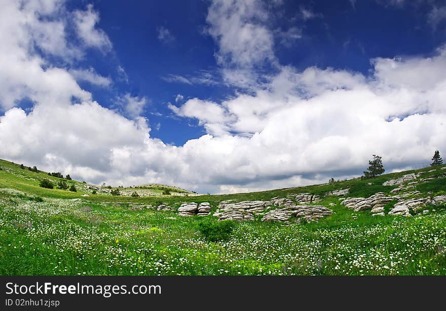 Green meadow with flower on background white cloud