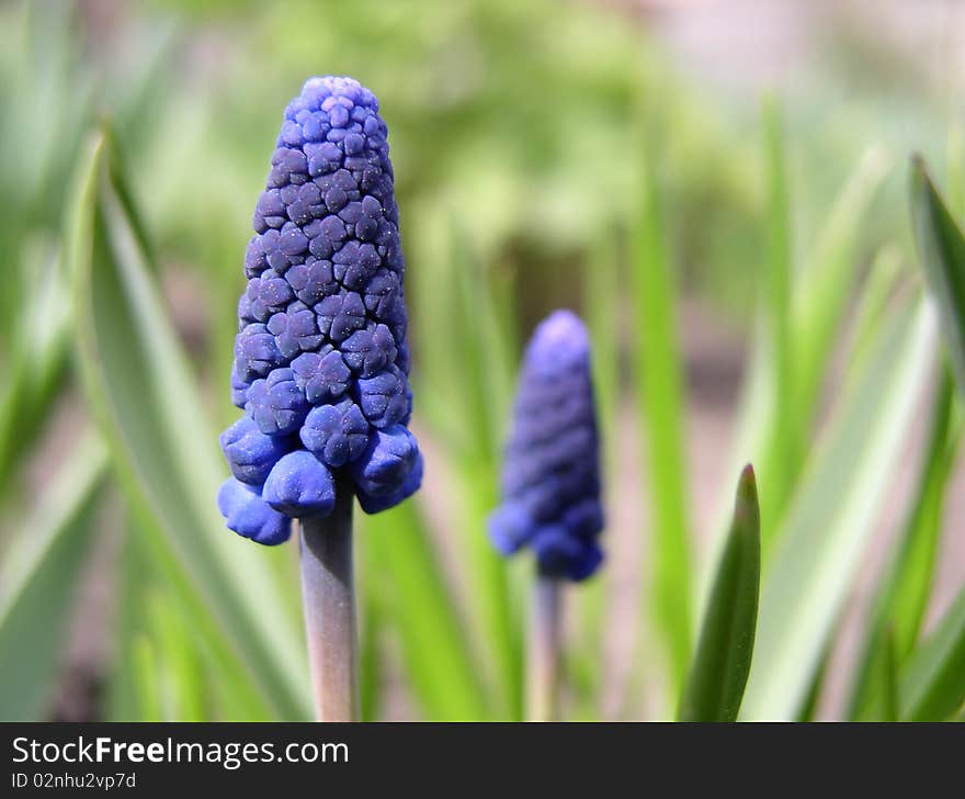 Two blue flowers on green grass background