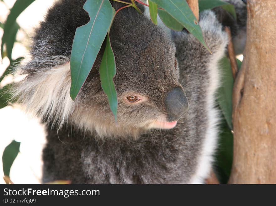 Koala