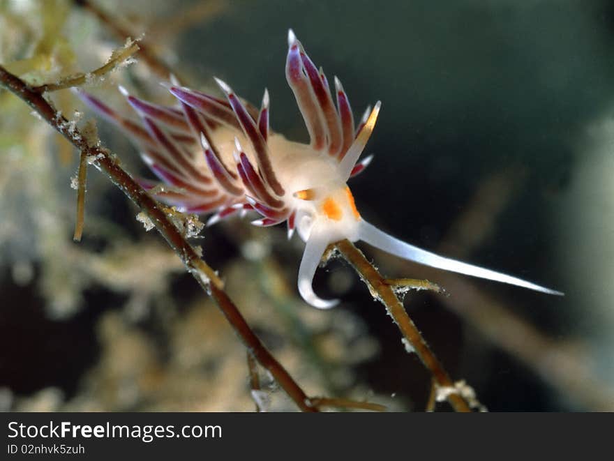 Cratena Pelegrinahas has white body and tentacles almost violet. Cratena Pelegrinahas has white body and tentacles almost violet