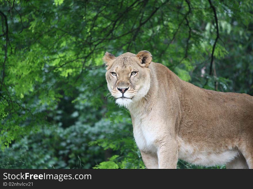 Close-up of a female lion