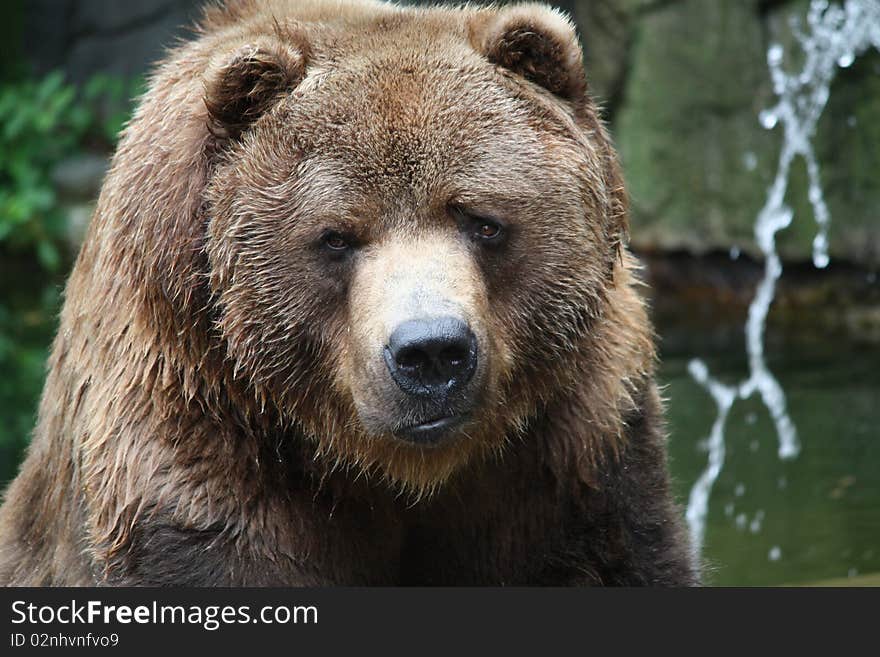 Kodiak Bear