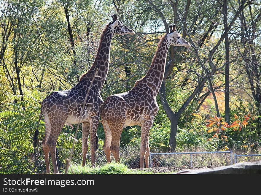 Nice photo of two Giraffes well hidden with the background