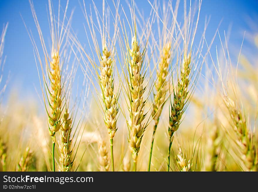 Ears of wheat