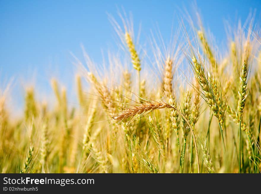 Ears Of Wheat