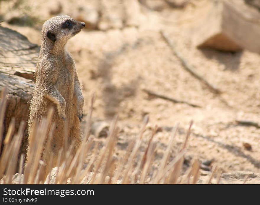 Meerkat