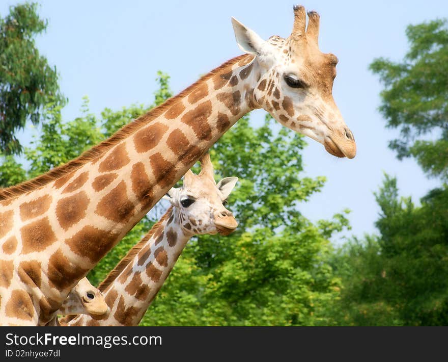 A group of three giraffes. A group of three giraffes