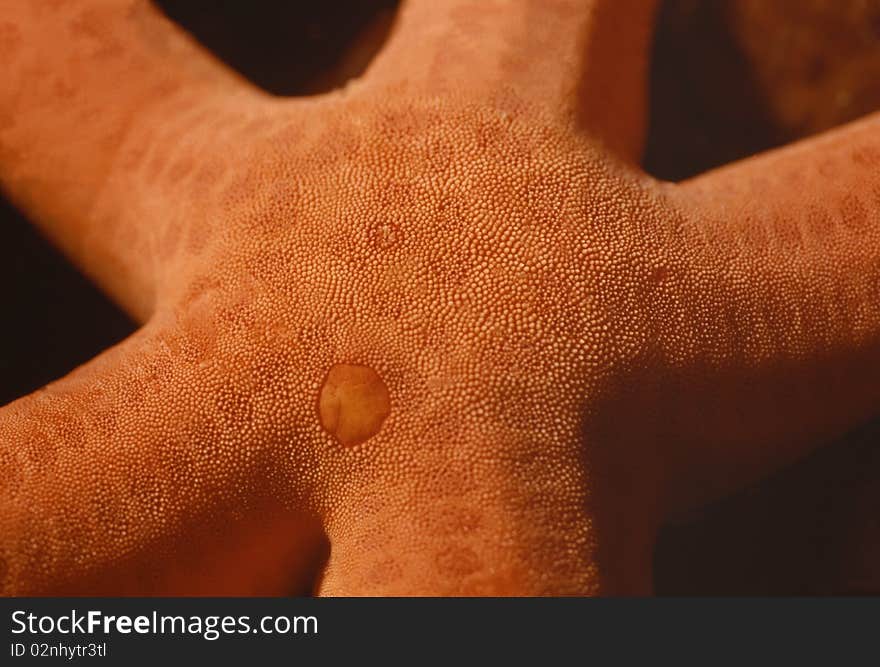 Motive, detail of the sea star Hacelia Attenuata