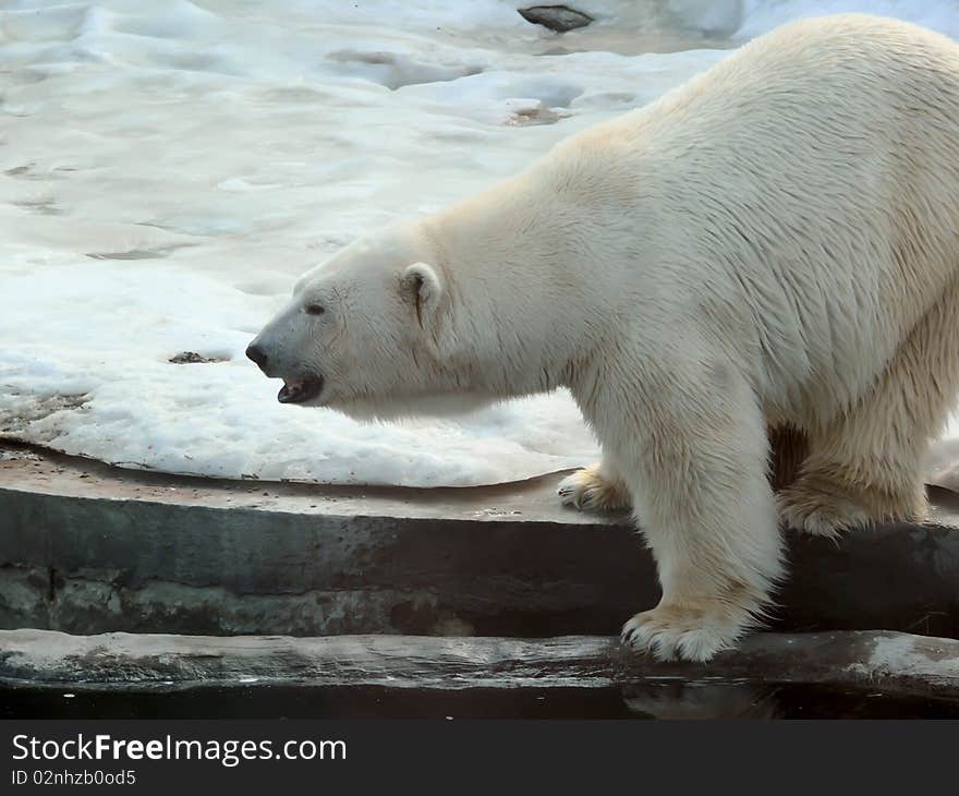 A polar bear going on snow in spring a zoo. Moscow. A polar bear going on snow in spring a zoo. Moscow.