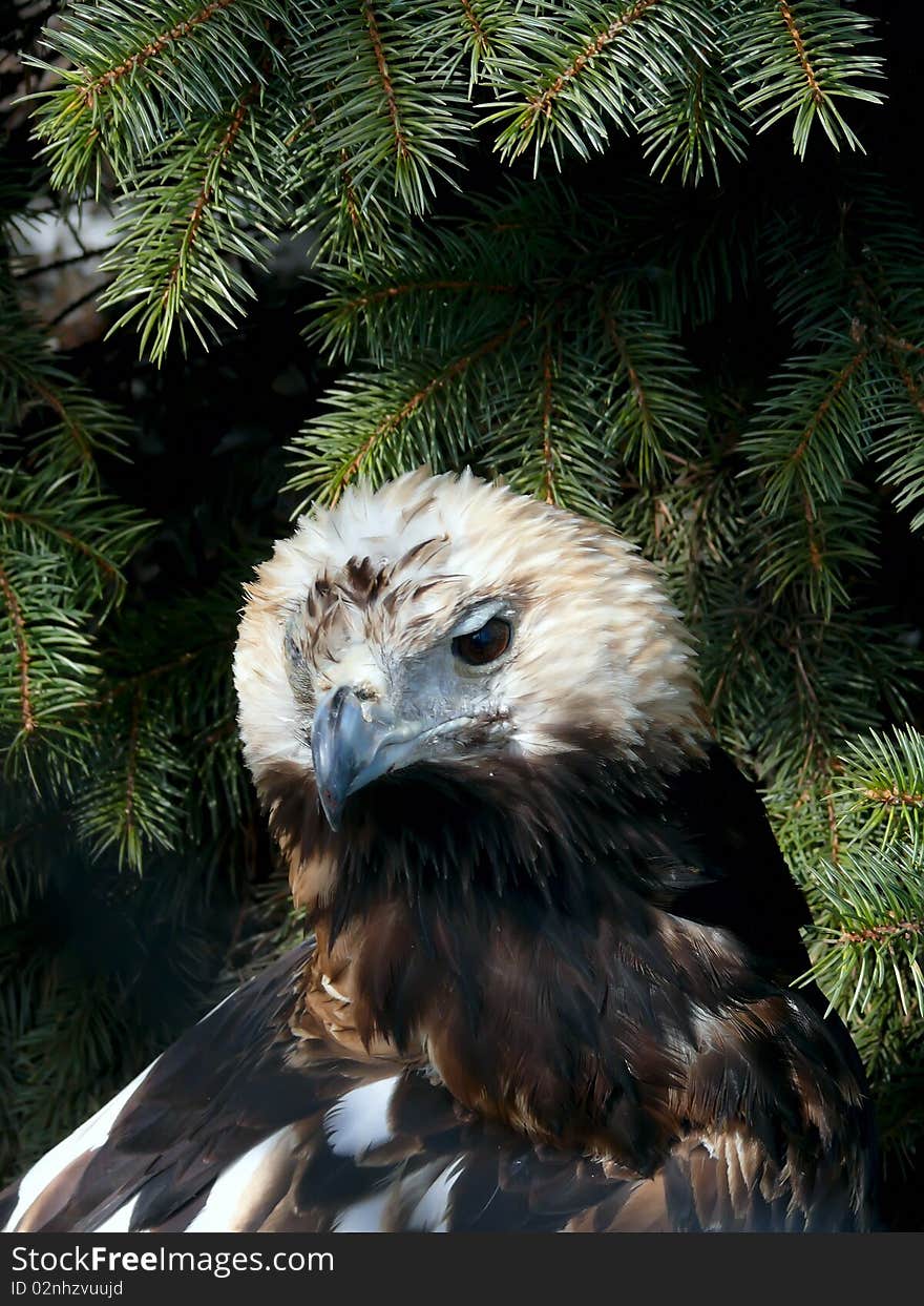 A head of an old blind eagle. The Moscow zoo. A head of an old blind eagle. The Moscow zoo.