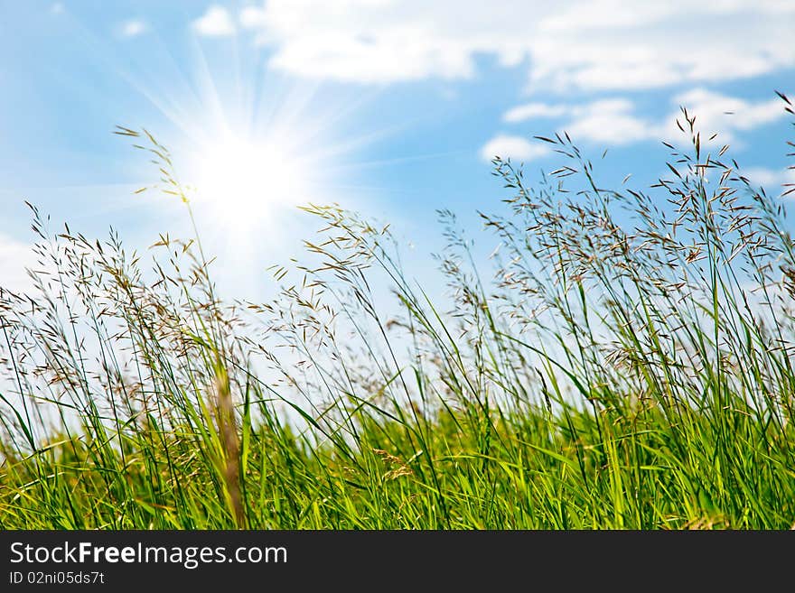 Green field against the blue sky in summer