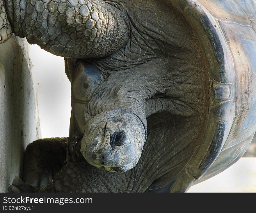 Large Turtle Walking